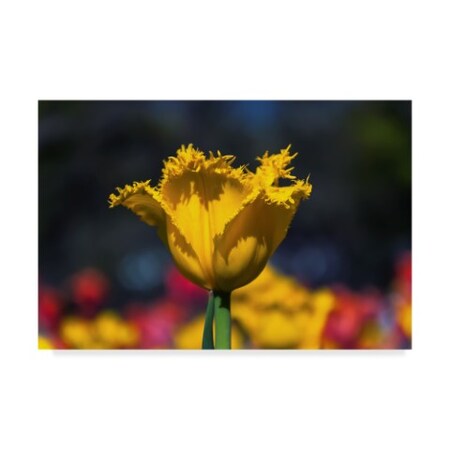 Trademark Fine Art Anthony Paladino 'Yellow Tulip With Soft Colors' Canvas Art, 16x24 ALI24649-C1624GG